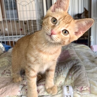 消防にレスキューされた茶トラの男の子