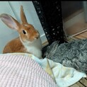 【ピーターくん】つぶらな瞳の梅っこ２世