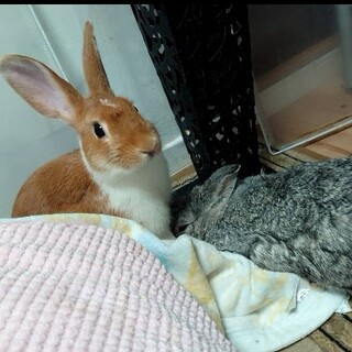 【ピーターくん】つぶらな瞳の梅っこ２世