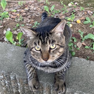 ♦人恋しい野良君♦