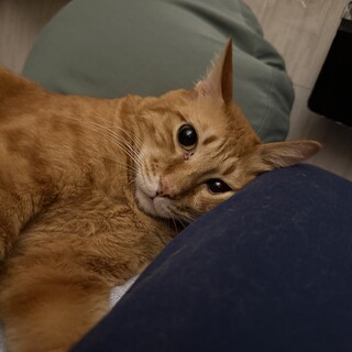 とても優しく穏やかな甘えん坊の福ちゃんです。