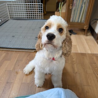 まだまだ可愛い盛りの仔犬です！