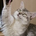 ソマリ　4歳の男の子