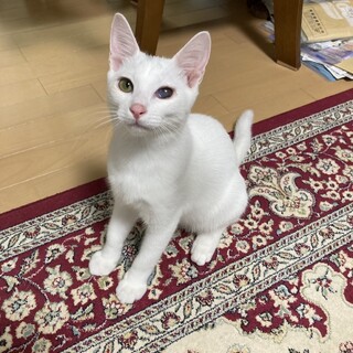 初心者さんでも大丈夫ゴロゴロフレンドリーなハク君