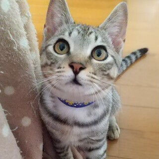 甘えん坊美男子サバトラ子猫 ケイ君25年春生れ