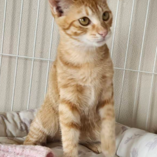 フレンドリーな茶トラ男子『レモン君』３ヶ月