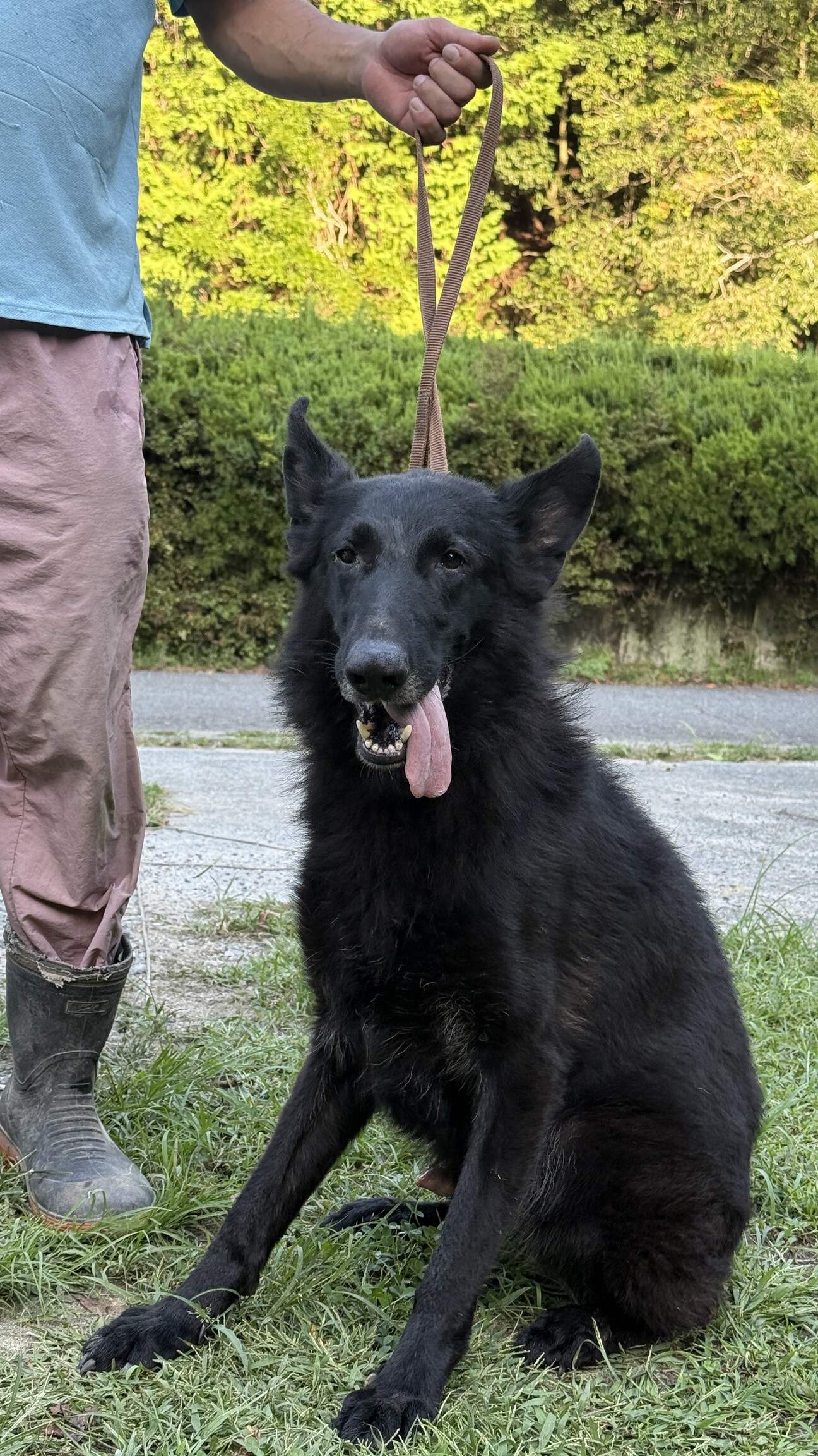 ブラックのシェパード」三重県 - 犬の里親募集(526486) :: ペットの