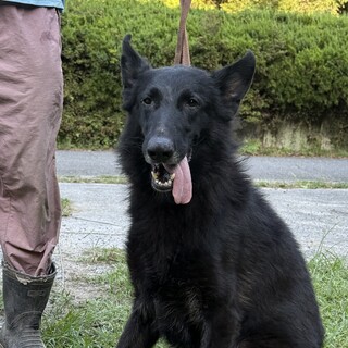 ブラックのシェパード