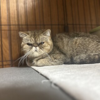 大人しくて飼いやすい7歳メスのエキゾです！