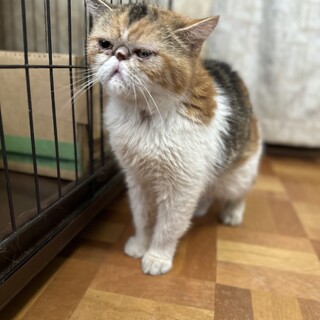 大人しくて飼いやすいメスのエキゾちゃん