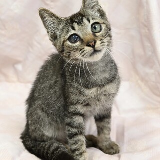 キジトラ王子 マサオ! 甘えん坊ボーイ