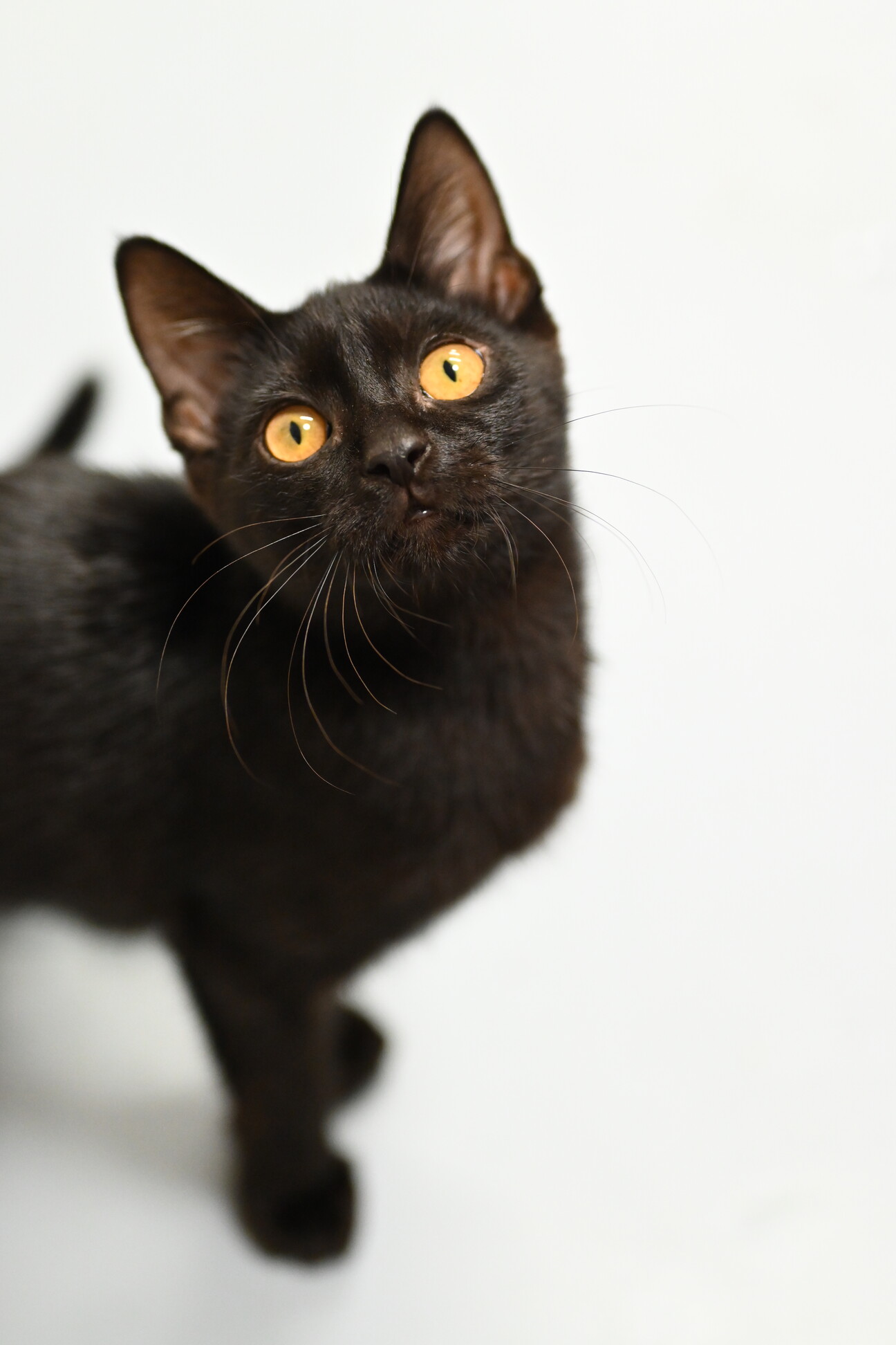 抱っこ大好き❤️ 黒猫子」徳島県 - 猫の里親募集(526493