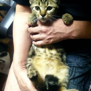 甘えん坊男の子アメショ系3匹