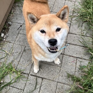 6歳の柴犬　女の子　人大好きです！