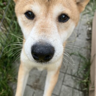 8歳柴犬　楓ちゃん　マイペースな女の子