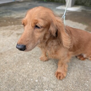 ダックスの女の子