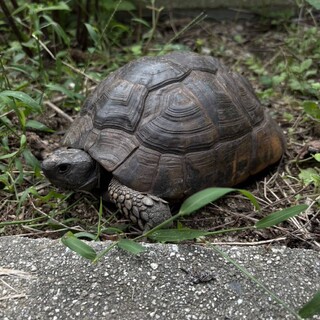 亀さん里親募集