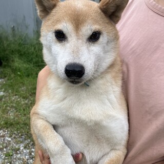 柴犬7歳　あずきちゃん