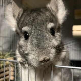 チンチラ（グレー）の里親決定しました！