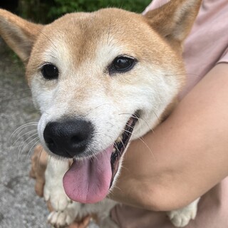 柴犬6歳　ランコちゃん　元気過ぎるおてんば娘