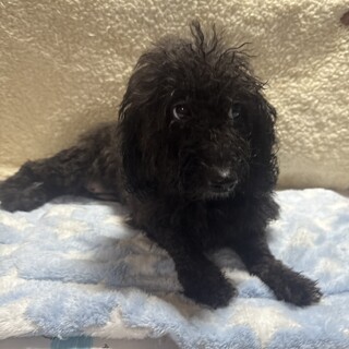 トイxダックスのミックス犬