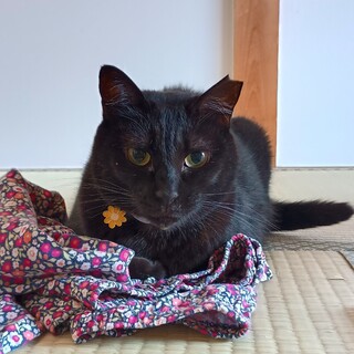 黒猫のあんこちゃん：首輪をした状態で保護