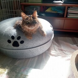 「お昼寝日和」サムネイル1