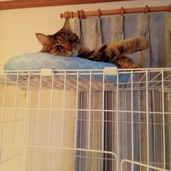 「お昼寝日和」サムネイル2