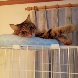 「お昼寝日和」サムネイル3