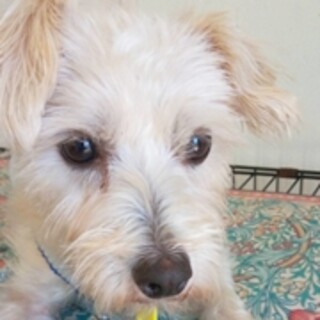 保護犬ナンバーＤ１６６８　シュナ×マルチーズ？