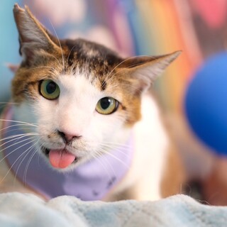 サバ白　つくし　男の子　推定5歳