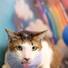サバ白　つくし　男の子　推定5歳 サムネイル2
