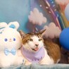 サバ白　つくし　男の子　推定5歳 サムネイル3