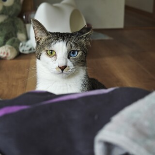 オッドアイがとても綺麗な女の子