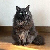 フォルテ(紛失中)