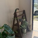 かまってちゃんのウロコインコ