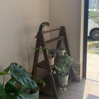 かまってちゃんのウロコインコ