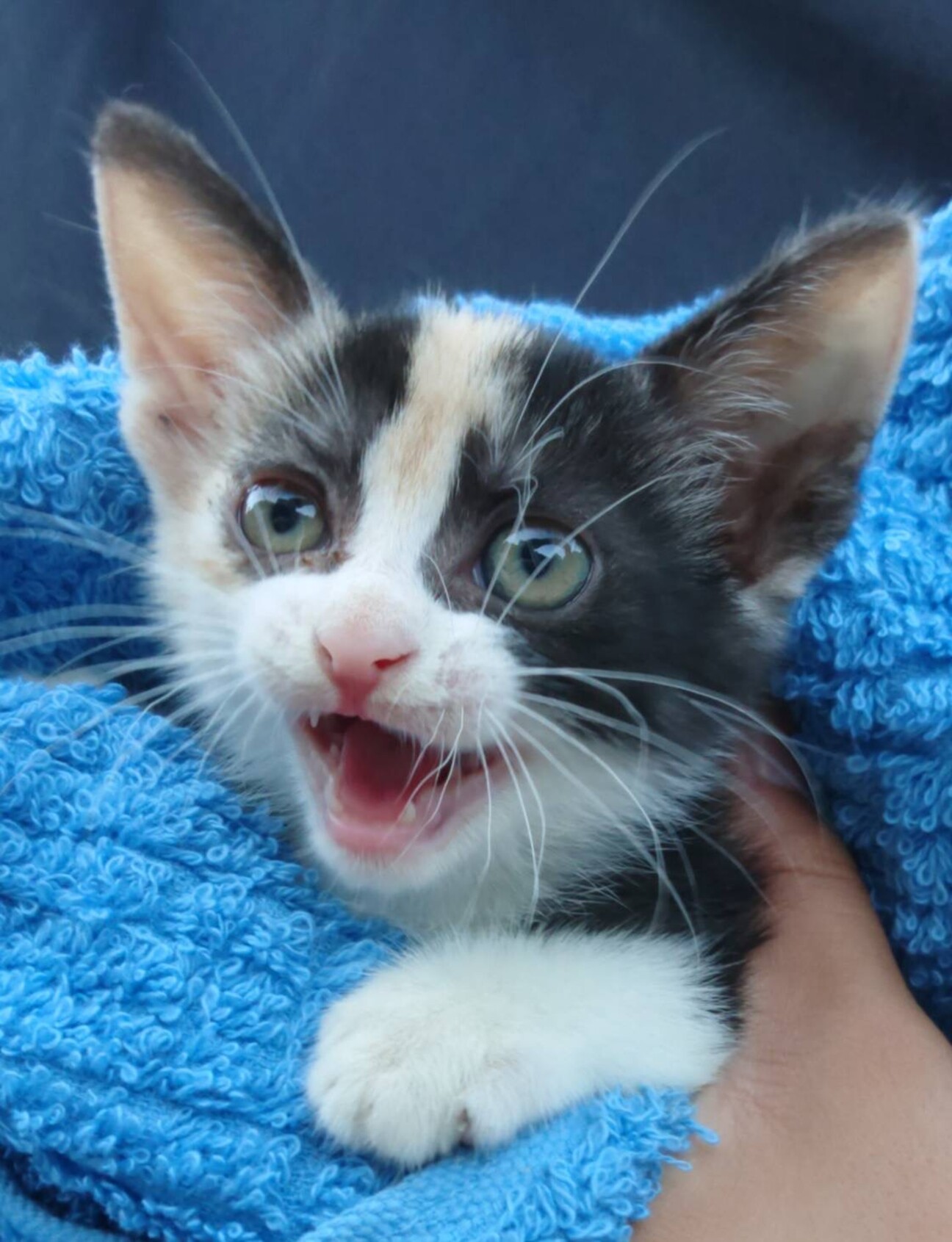 ミケ猫ミミちゃん????」千葉県 - 猫の里親募集(526510) 4枚目の