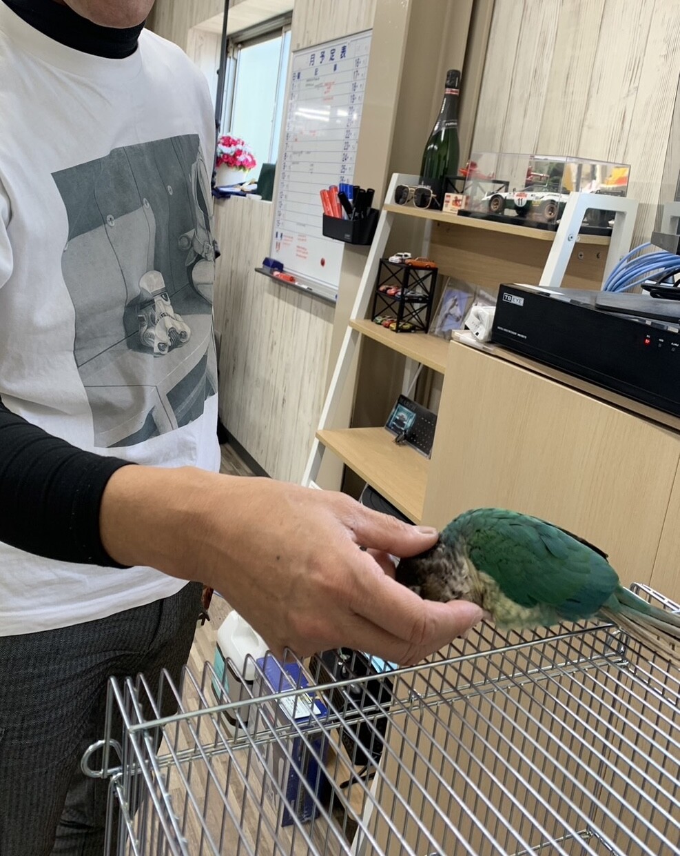 かまってちゃんのウロコインコ」和歌山県 - 鳥の里親募集(526511) 5枚