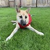 野犬　みりん サムネイル2