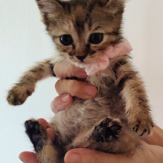 ????動画有り♡誰とでも直ぐ仲良し甘えっ子