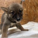 柴犬子犬３ヶ月
