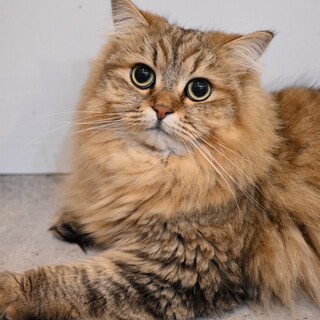 なでなで大好きまおちゃん！