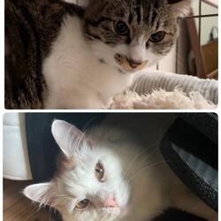 譲渡後半年後の家庭訪問