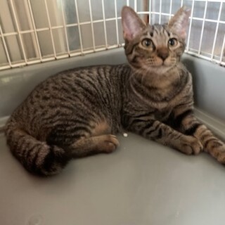 人懐こいたぬき尻尾のキジトラざくろ避妊済