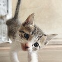 子猫の里親を切実に探しています！とても人懐っこい子
