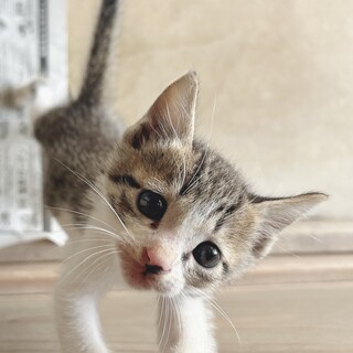 子猫の里親を切実に探しています！とても人懐っこい子
