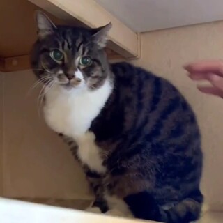 三本脚の優くんはナデナデ大好き