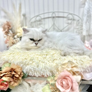 推定2020年生 ペルシャ系︎︎ ♀マフラーちゃん