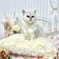 推定2022年生　ペルシャ系♂ ふきくん♡
